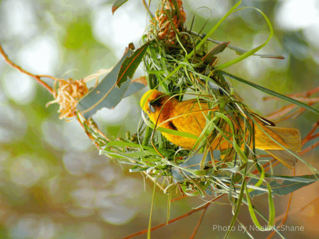 the world of birds
