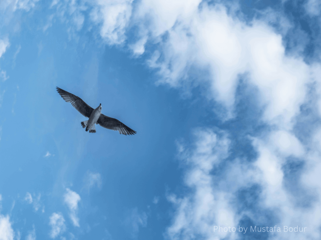 the world of birds
